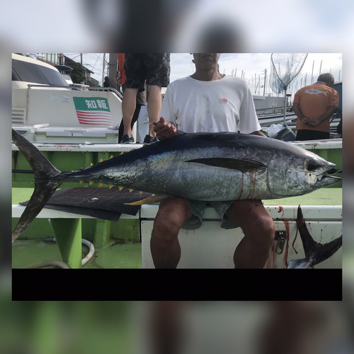 キハダマグロの釣果