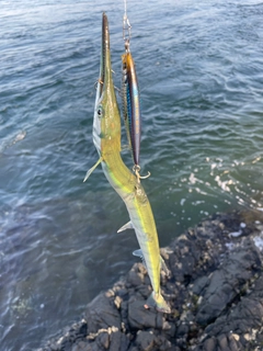 ダツの釣果