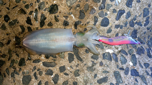 アオリイカの釣果