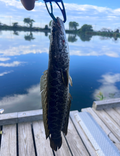 ライギョの釣果