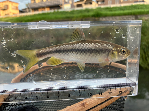 カワムツの釣果