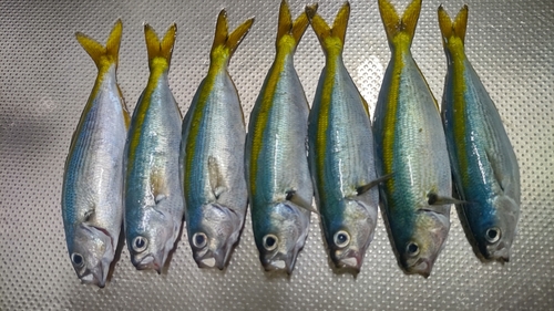 タカベの釣果