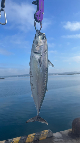 館山湾