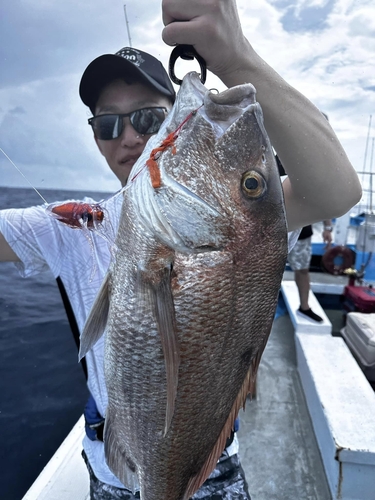 マダイの釣果