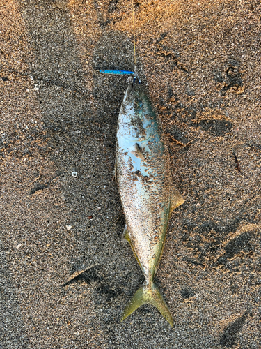 ワカシの釣果