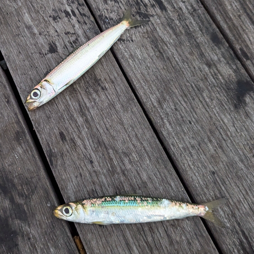 ウルメイワシの釣果