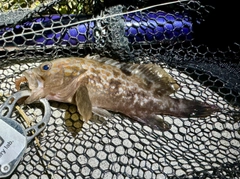 アコウの釣果