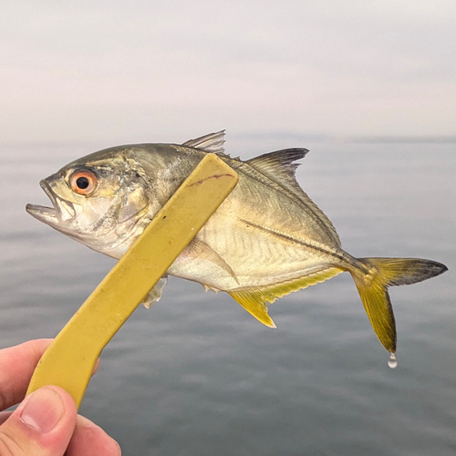 メッキの釣果