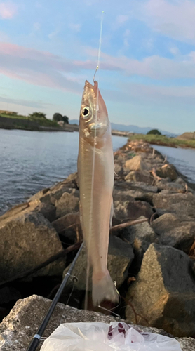 シロギスの釣果