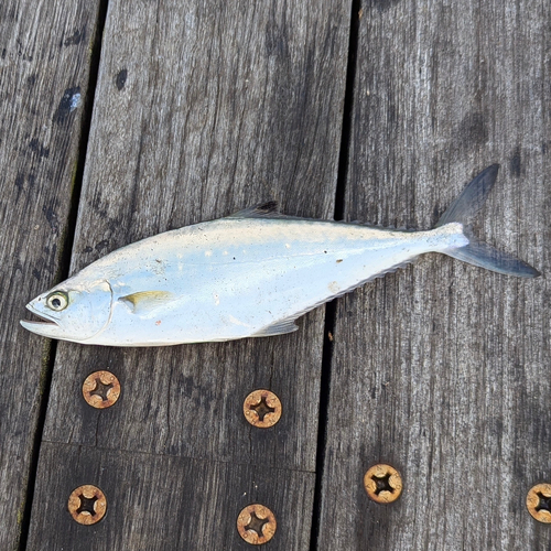 イケカツオの釣果