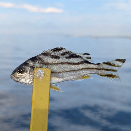 コトヒキの釣果