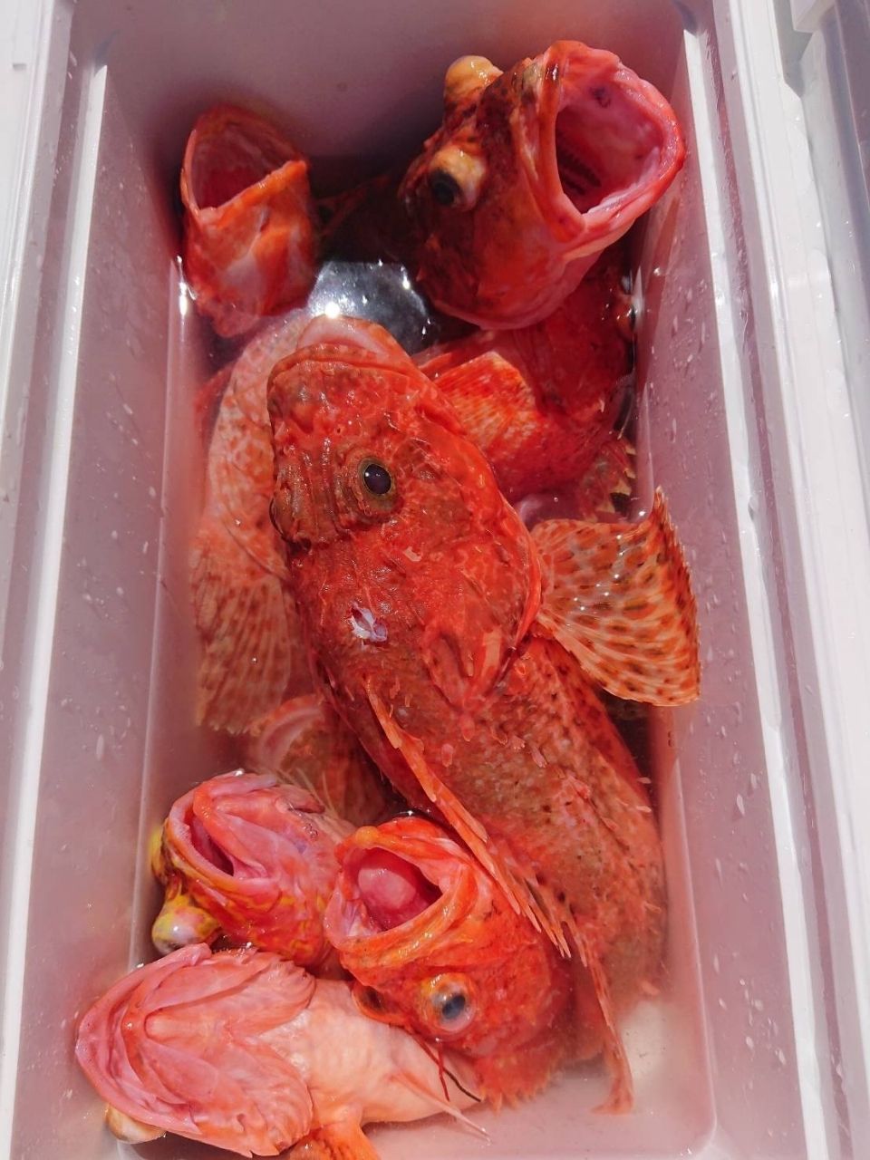 第2美吉丸 釣果さんの釣果 2枚目の画像