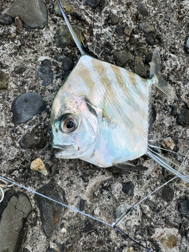 イトヒキアジの釣果