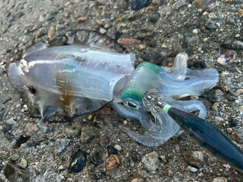 アオリイカの釣果