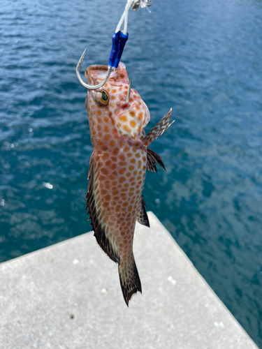 オオモンハタの釣果