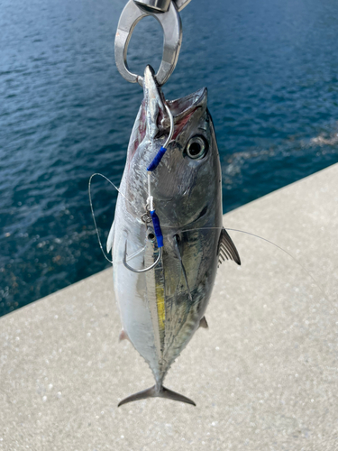 スマガツオの釣果