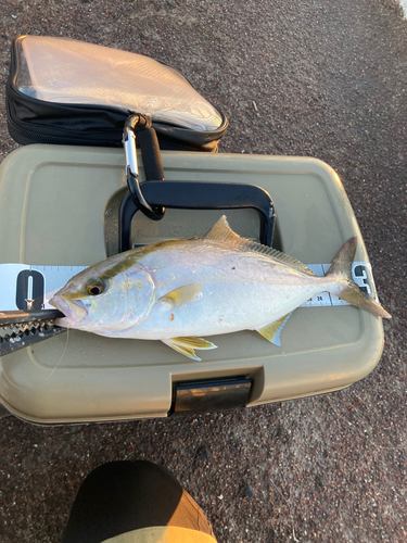 ショゴの釣果