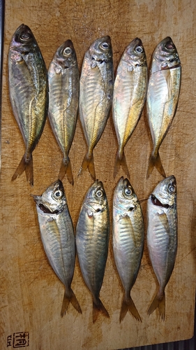 アジの釣果