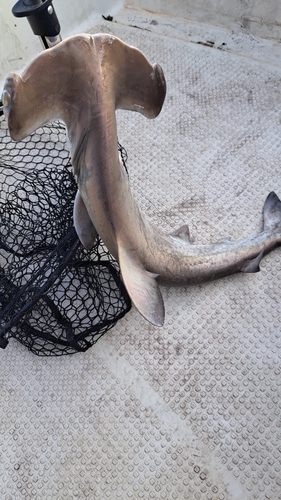 サメの釣果