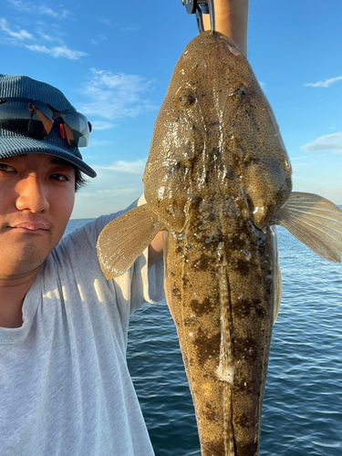 マゴチの釣果