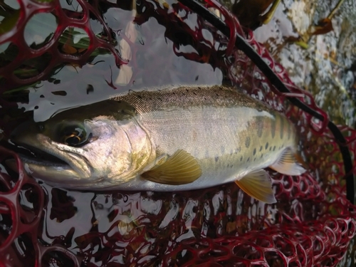 ヤマメの釣果