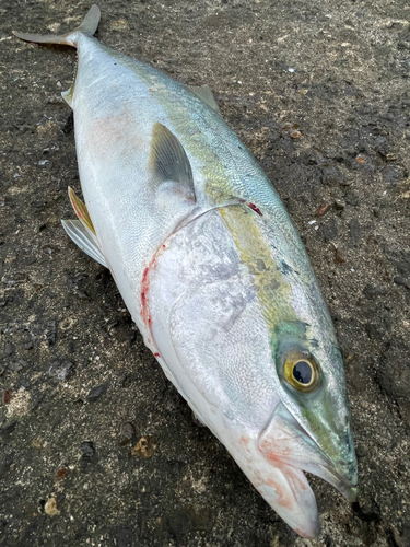 ワラサの釣果