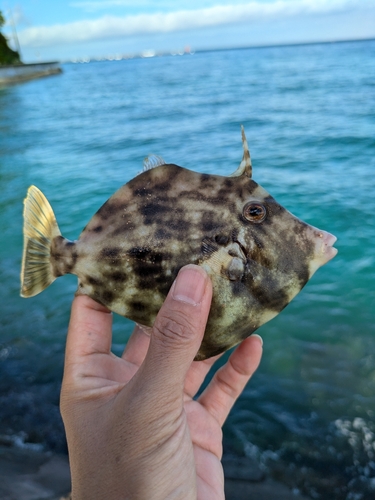 カワハギの釣果