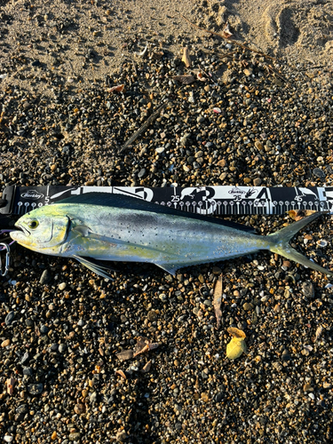 シイラの釣果