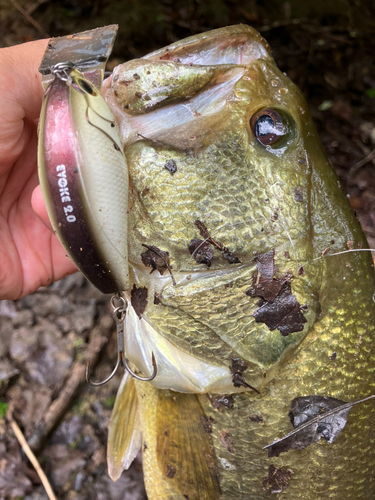 ラージマウスバスの釣果