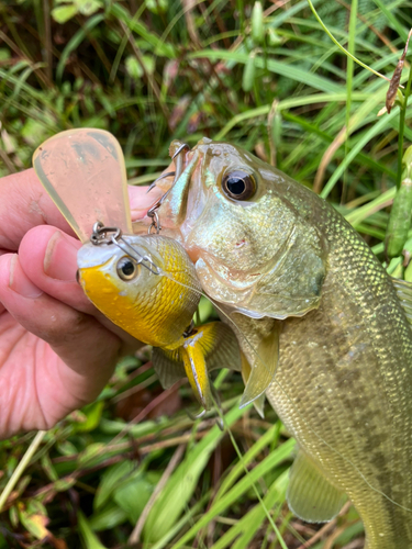 ラージマウスバスの釣果