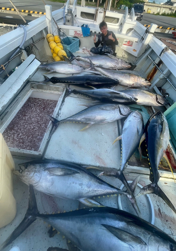 キハダマグロの釣果