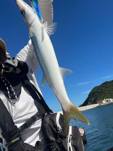 カマスの釣果