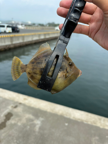 カワハギの釣果