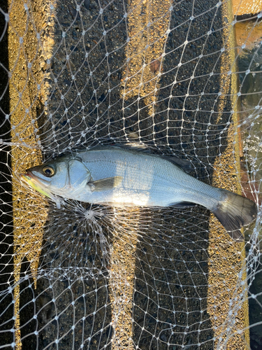 ヒラスズキの釣果