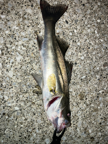 シーバスの釣果