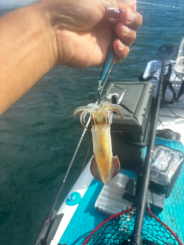 マルイカの釣果