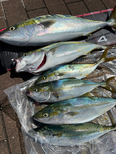 ハマチの釣果