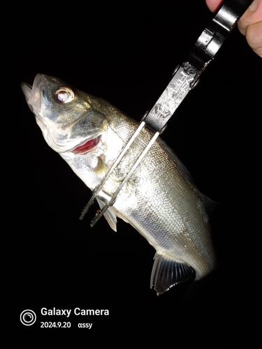 セイゴ（マルスズキ）の釣果