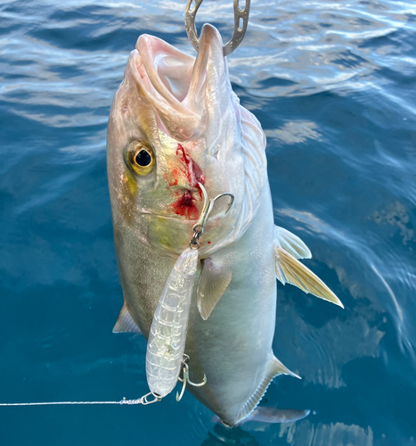 ショゴの釣果