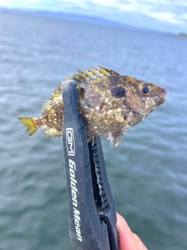 アイゴの釣果