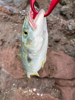 イナダの釣果