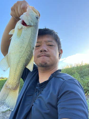 ラージマウスバスの釣果