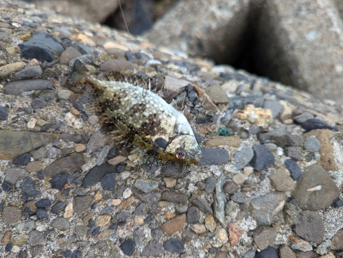 アイゴの釣果