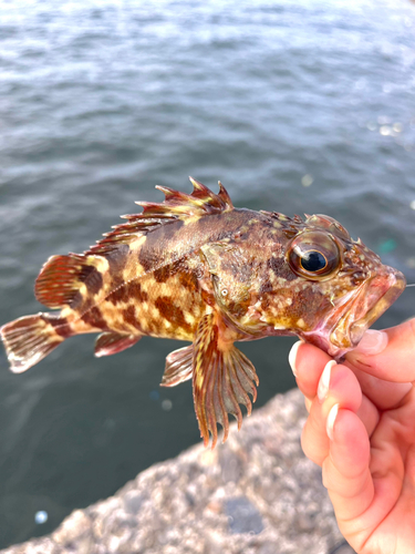 ガシラの釣果