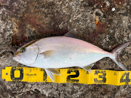 ショゴの釣果