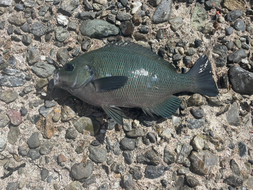 メジナの釣果