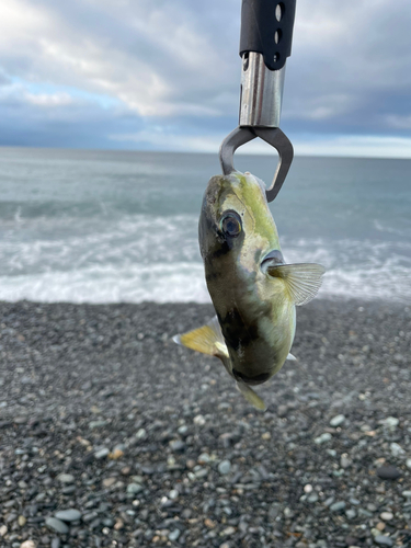 シロサバフグの釣果