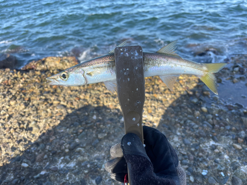 カマスの釣果