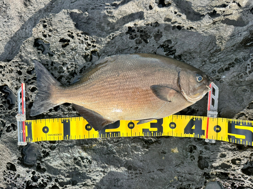 イスズミの釣果