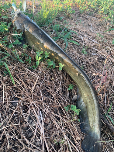 ナマズの釣果